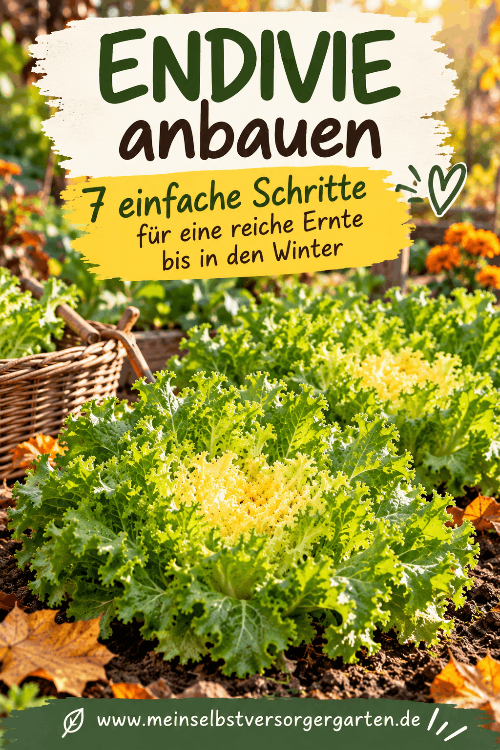 Endivie anbauen — erntereife Endivien im Herbst als Herbstsalat und Wintersalat
