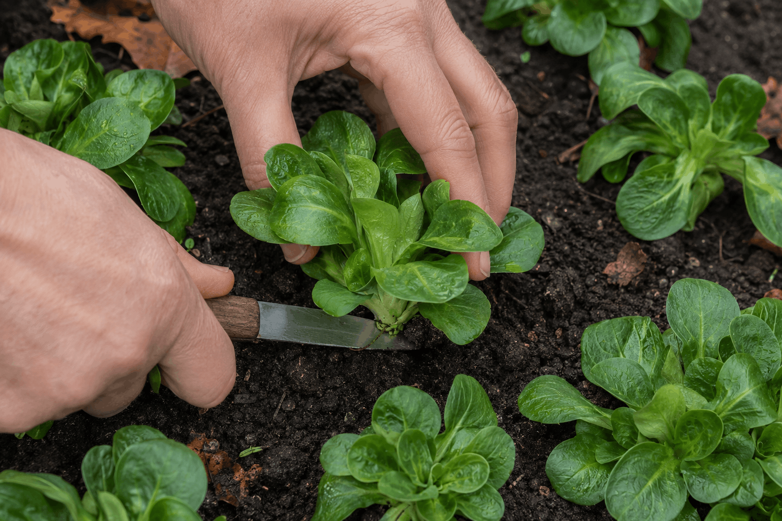 Feldsalat pflanzen – erntereife Rosette wird knapp über dem Wurzelansatz abgeschnitten