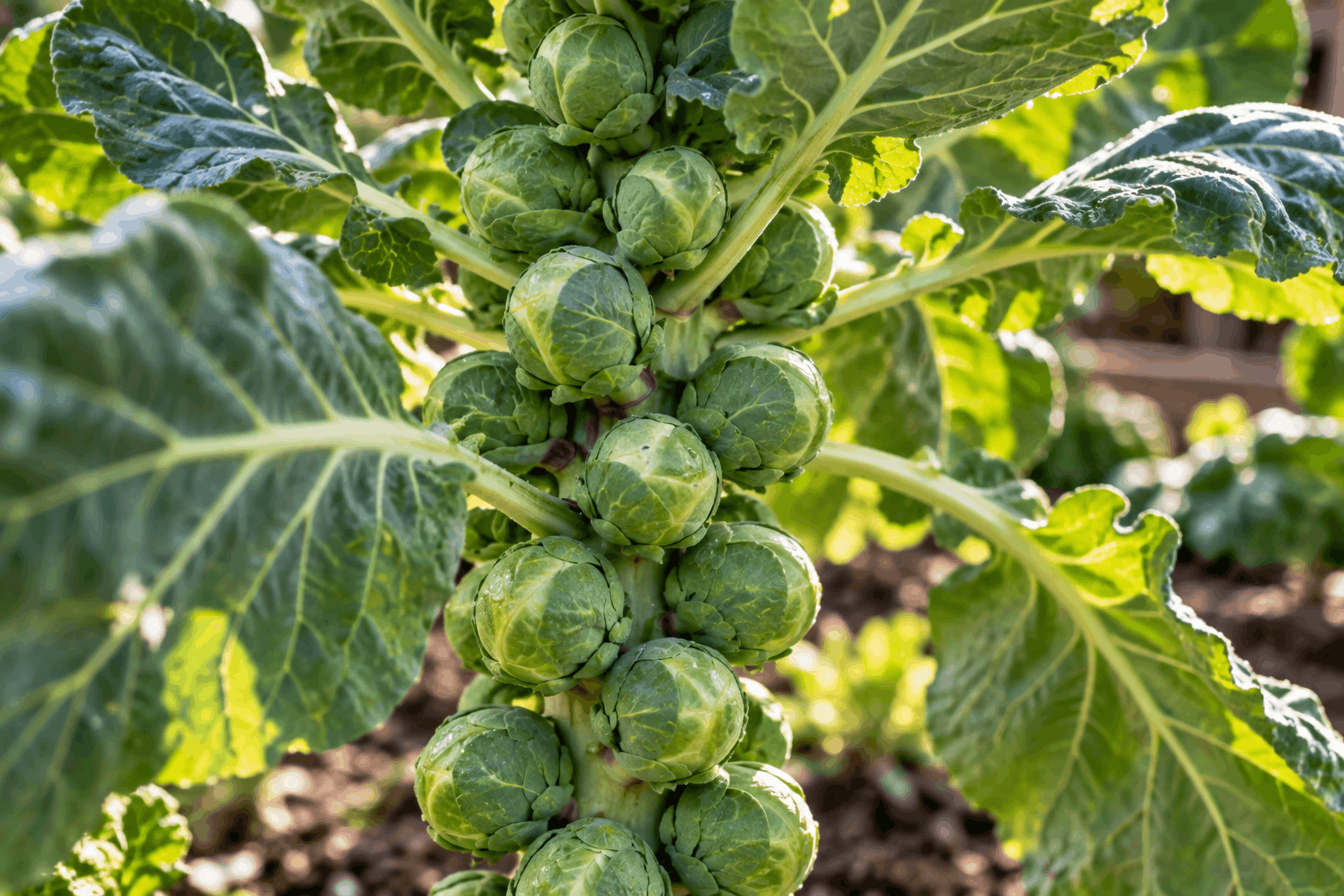 Rosenkohl anbauen – feste grüne Röschen wachsen entlang eines kräftigen Rosenkohlstängels