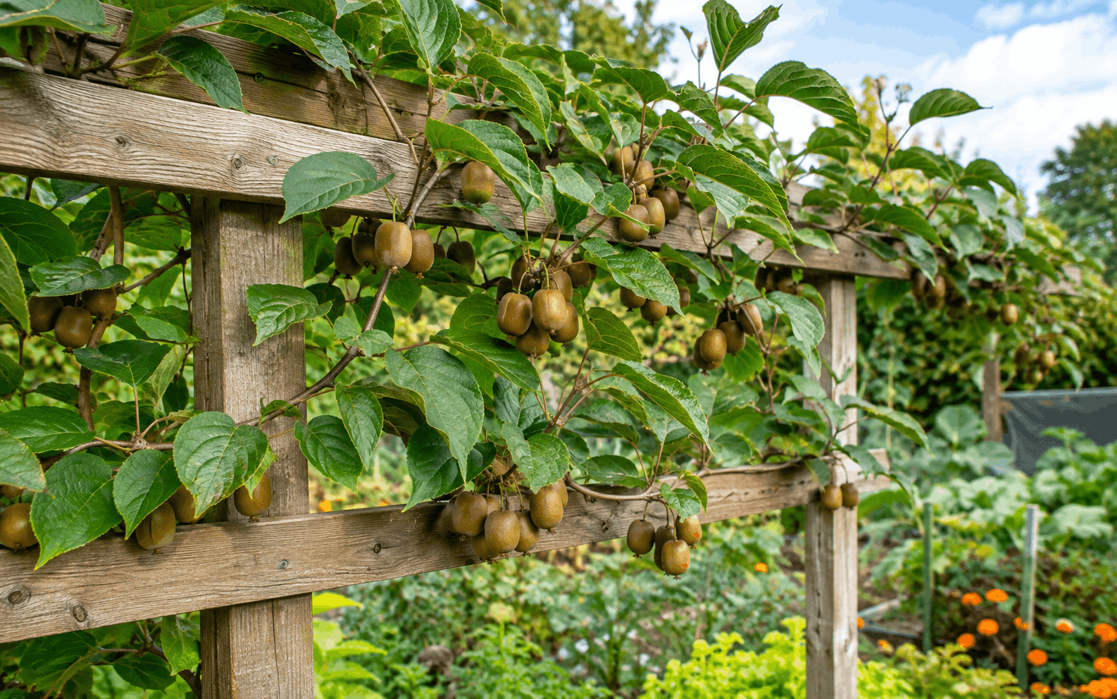 Kiwi pflanzen — winterharte Kiwi mit reifen Kiwibeeren am stabilen Spalier