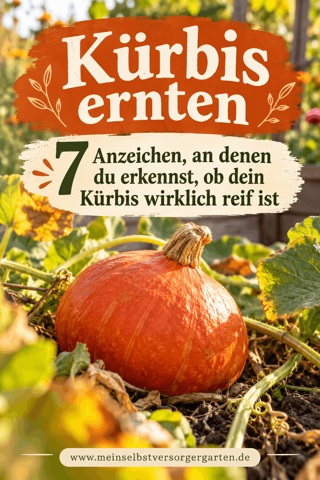 Kürbis ernten – sieben Reifezeichen für Hokkaido und Winterkürbis im Herbst