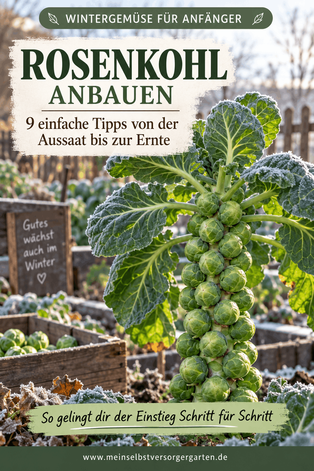 Rosenkohl anbauen – erntereife Rosenkohlpflanze mit festen grünen Röschen im Wintergarten