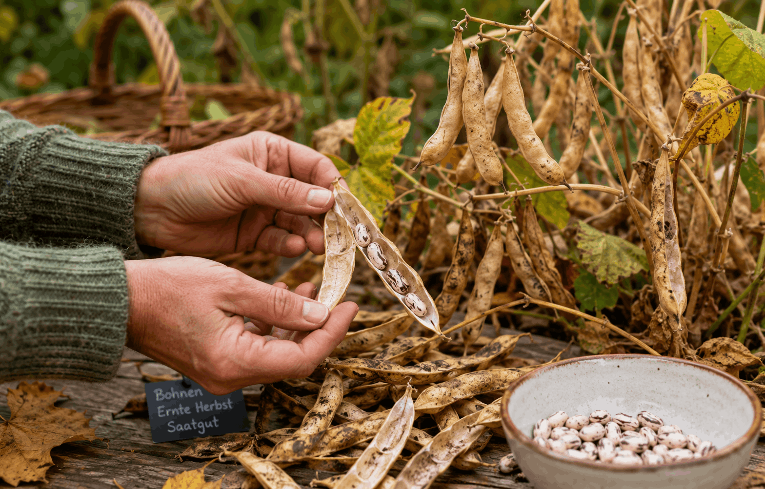 Saatgut gewinnen aus vollständig ausgereiften trockenen Bohnenhülsen im Herbst