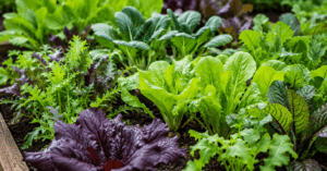 Verschiedene Asia Salate im Gemüsebeet eines Selbstversorger Gartens im Spätsommer