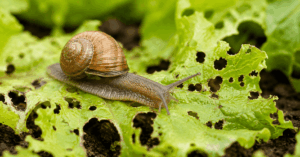 Schnecke auf angefressenem Salatblatt im Gemüsegarten als typischer Schädling im Gartenbeet
