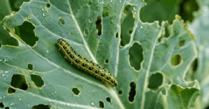 Grüne Raupe auf einem Kohlblatt mit typischen Fraßspuren im Gemüsegarten
