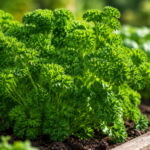 Frische Petersilie im Gartenbeet mit kräftig grünen Blättern im warmen Sonnenlicht