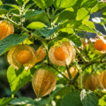 Andenbeere (Physalis) Reife Andenbeeren (Physalis) an der Pflanze im sonnigen Selbstversorger Garten