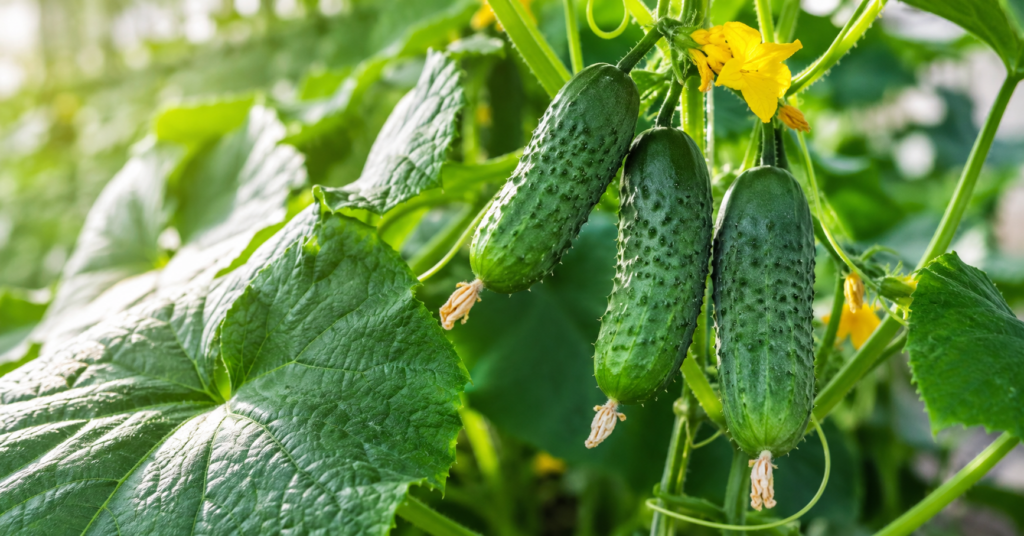 Frische Gurkenpflanzen mit reifen Gurken im sonnigen Gemüsegarten nah aufgenommen