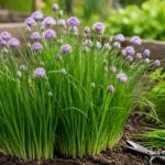 Schnittlauch im Garten anbauen und ernten